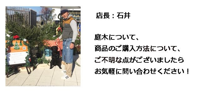 Amazon | アオシダレモミジ ～軽やかな細葉が夏に“涼”をはこぶ | 植木